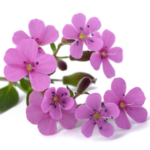 Soapwort